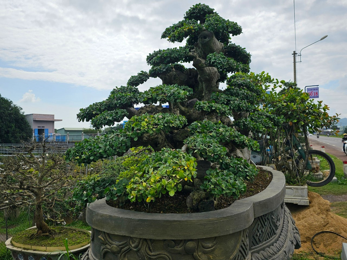Tuy nhiên, chủ nhân của gốc duối, ông H. cho biết, đây chưa phải là cây bonsai độc đáo nhất trong vườn của ông.