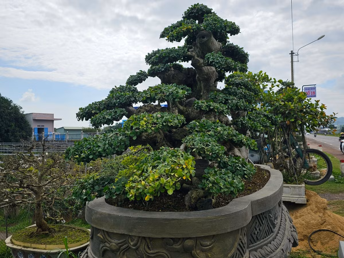 Tuy nhiên, chủ nhân của gốc duối, ông H. cho biết, đây chưa phải là cây bonsai độc đáo nhất trong vườn của ông.