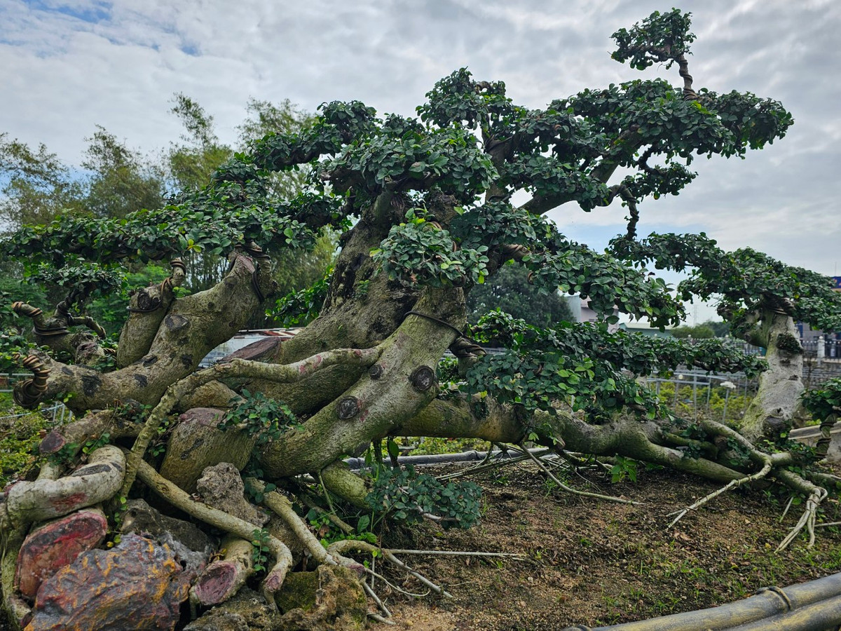 Bất cứ người đam mê cây cảnh nào cũng sẽ bị cụ duối này "chinh phục" ngay từ cái nhìn đầu tiên. Nhiều đại gia từ Hà Nội, Hải Dương, Thái Bình hay Tây Ninh,... đi ngang qua đều ghé lại xem cây.