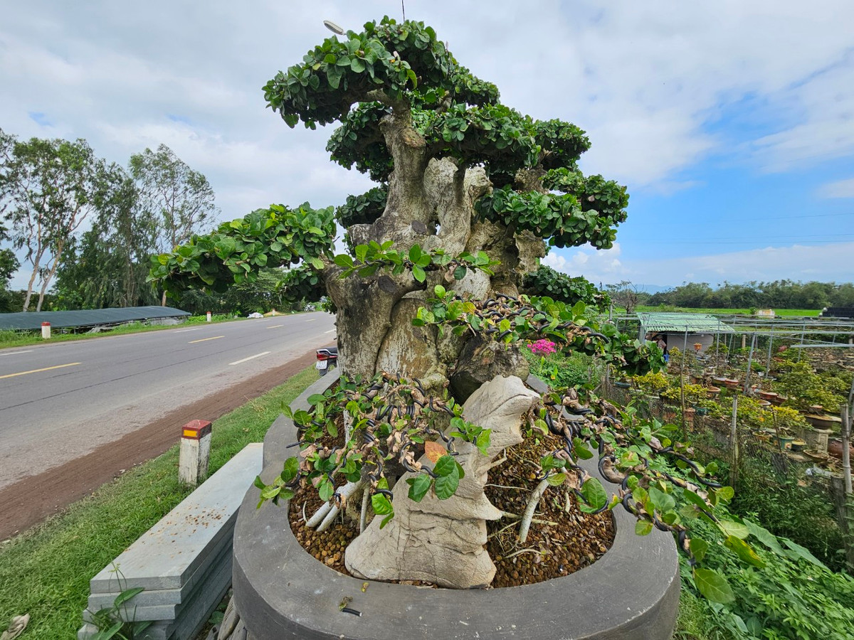 Thị xã An Nhơn, tỉnh Bình Định được xem là thủ phủ Mai vàng ở khu vực miền Trung. Tuy nhiên, bên cạnh mai vàng, nơi đây cũng quy tụ nhiều loại bonsai độc đáo.