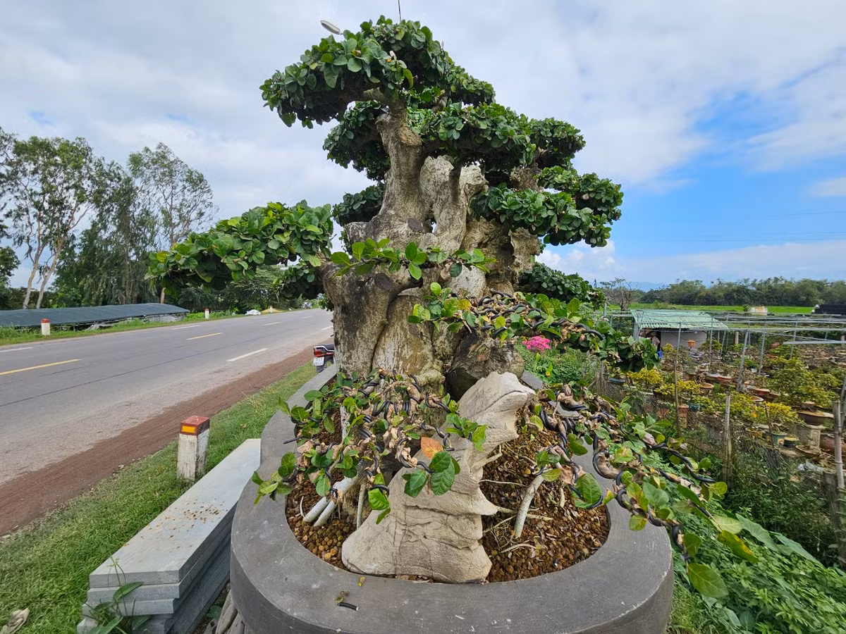 Thị xã An Nhơn, tỉnh Bình Định được xem là thủ phủ Mai vàng ở khu vực miền Trung. Tuy nhiên, bên cạnh mai vàng, nơi đây cũng quy tụ nhiều loại bonsai độc đáo.