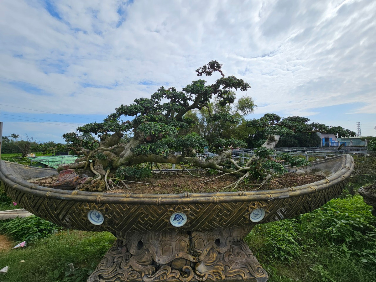 Chỉ tay sang gốc duối "lạ" trên chiếc thuyền gần đó, ông H. cho biết, gốc duối này còn giá trị cao hơn gấp 3-4 lần.