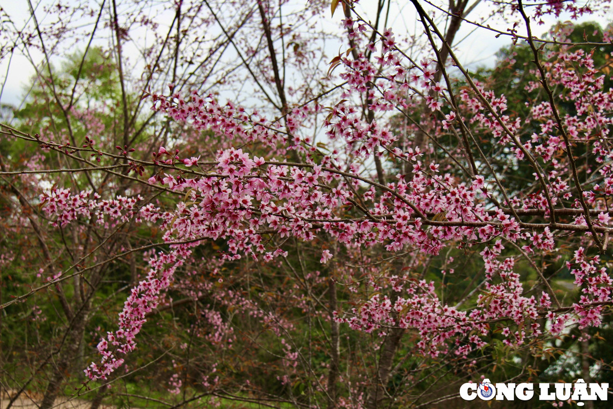 Theo ông Phạm Văn Thắng – Phó Chủ tịch UBND huyện Kon Plông, theo chủ trương của ban thường vụ Tỉnh ủy từ nay đến năm 2025, huyện Kon Plông sẽ xây dựng, vận động trồng 1 triệu cây hoa mai anh đào. Theo thống kê, hiện Kon Plông đã có khoảng 300.000 cây.