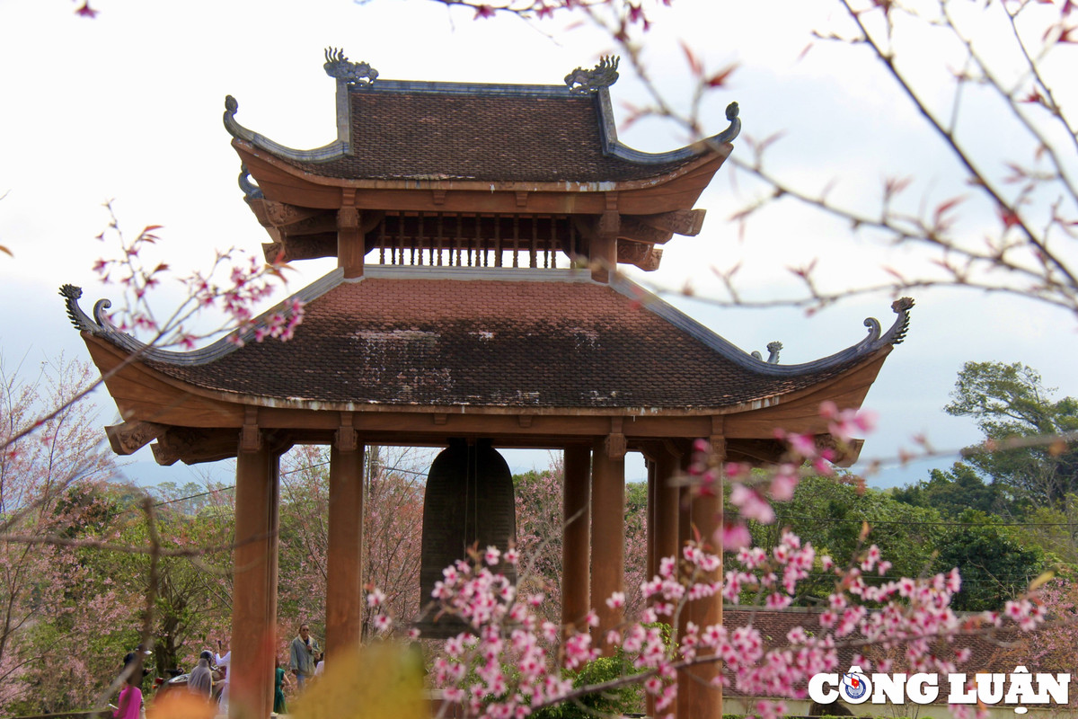 Để chiêm ngưỡng được hoa mai anh đào du khách có thể đến một số điểm tại xứ sở Măng Đen - nơi được mệnh danh là “Đà Lạt thứ 2” như: Công viên Trung tâm Măng Đen, hồ Đăk Ke, hồ Đam Bri, Tháp Chuông, dọc Quốc lộ 24, thác Pa Sỹ, khu 37 hộ…