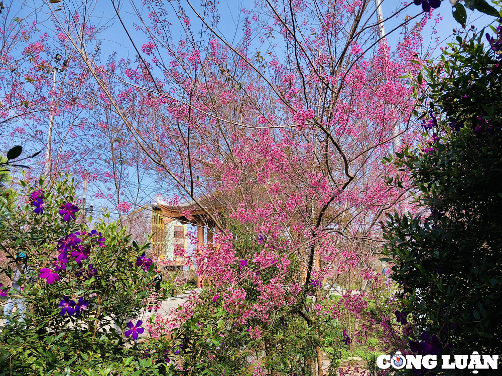 Hoa mai anh đào có 5 cánh xếp duyên dáng giống hoa đào rừng nhưng phủ lên cánh màu không phải là sắc vàng của mai mà là sắc hồng phấn dịu dàng, nổi bật là màu đỏ đậm của nhụy hoa ở giữa. Là loài cây sống trong khí hậu ôn đới, mai anh đào cần nhiệt độ đủ thấp để ra hoa. Theo chu kỳ sinh trưởng thông thường, cuối thu cây sẽ rụng hết lá, sau đó "ngủ đông" khoảng 2 tuần trước khi bung nở. Hoa mai anh đào sẽ nở rộ trong vòng 15-20 ngày. Tháp Chuông (thị trấn Măng Đen) thắm sắc hoa mai anh đào