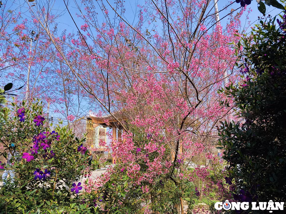 Mai anh dao nhuom hong nui rung Mang Den hut hon du khach-Hinh-5