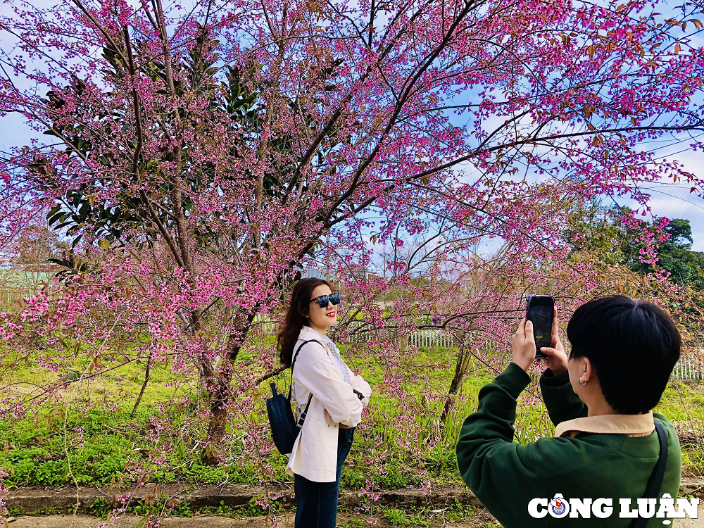 Theo ghi nhận, mùa hoa năm nay được đánh giá đến muộn hơn so với mọi năm, nhiều cây dọc tuyến đường Phạm Văn Đồng (thị trấn Măng Đen) thậm chí mới nở lác đác. Mai anh đào còn được xem là loài hoa báo xuân, tiễn năm cũ, giống hoa tượng trưng cho mỗi mùa xuân về. Đặc biệt, hoa chỉ nở rộ trong khoảng hai tuần khi gặp thời tiết khô ráo, lạnh. Tuy nhiên, nếu trời chuyển mưa, mùa hoa chỉ kéo dài được khoảng một tuần. Có 2 khung giờ thích hợp nhất để chụp mai anh đào là sáng sớm và trước khi mặt trời lặn. Vì đây là lúc mặt trời ở thấp, nắng chiếu vào những bông hoa làm nổi bật sắc hồng khiến hoa lung linh hơn