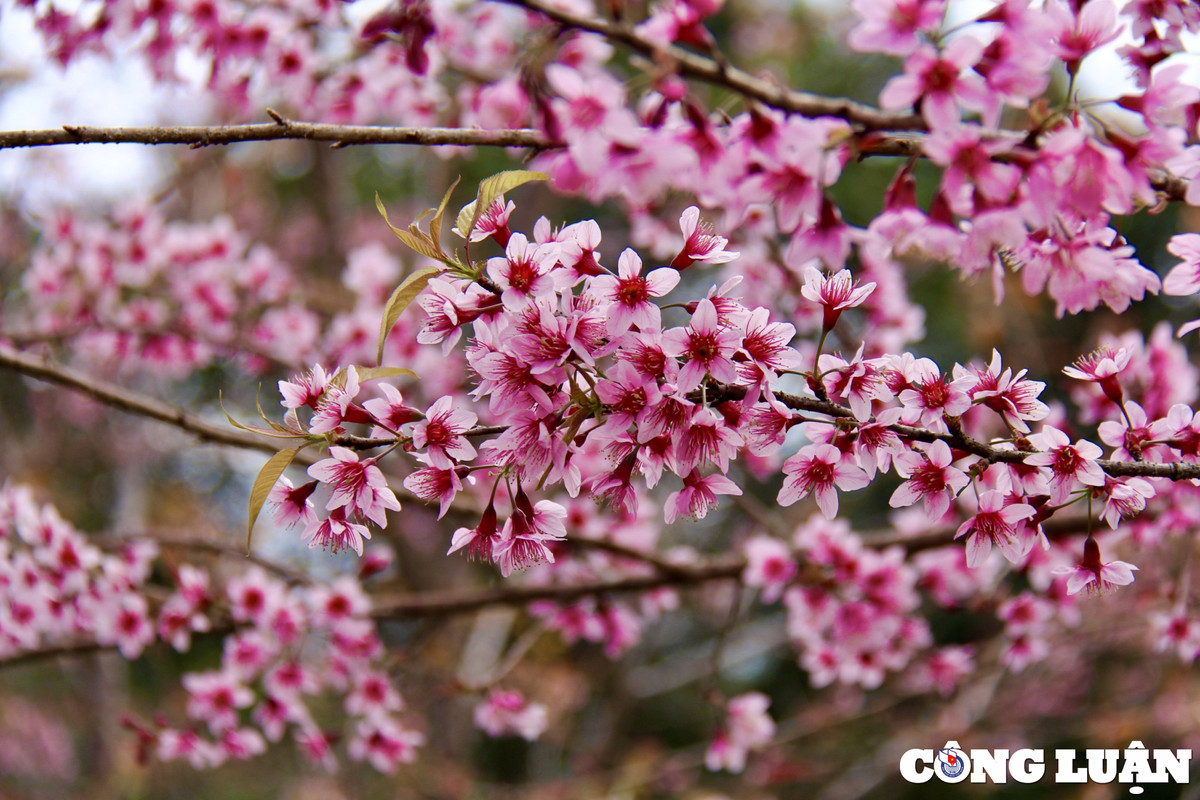 Chị Nguyễn Thị Mai (du khách đến từ TP HCM) cho biết: “Dù đã nhiều lần đến với Măng Đen tuy nhiên đây là lần đầu tiên mình được tận mắt chiêm ngưỡng vẻ đẹp của hoa mai anh đào. Thực sự loài hoa này rất đẹp. Gần như tất cả các cung đường ở thị trấn Măng Đen đều được phủ hồng bởi mai anh đào nên du khách cũng thỏa sức sống ảo. Không chỉ thích phong cảnh thơ mộng nơi đây mình còn rất thích khí hậu ôn hòa, mát mẻ của vùng đất này. Đây thật sự là điểm đến lý tưởng ở mỗi kỳ nghỉ dài hạn. Mình sẽ ở đây thêm vài ngày nữa, cố gắng đi hết những điểm du lịch nổi tiếng của Măng Đen”.