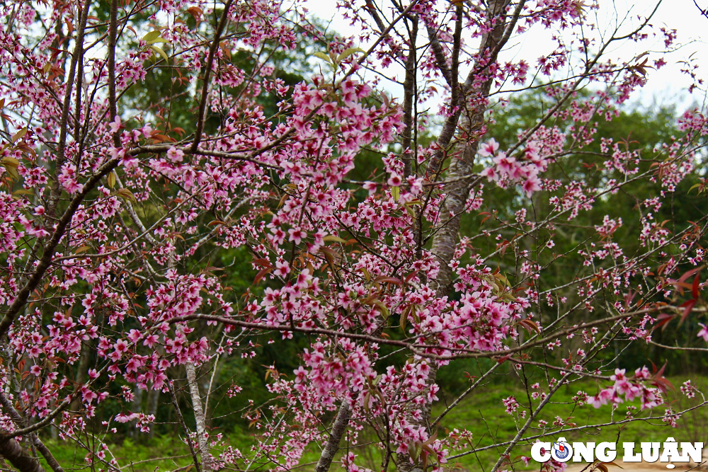 Đặc biệt hơn cả vào những dịp cuối năm, vùng đất cao nguyên lại càng trở nên thơ mộng, trở thành điểm đến lý tưởng đối với du khách bởi hàng ngàn cây mai anh đào “đua nhau” bung bông nở rộ.