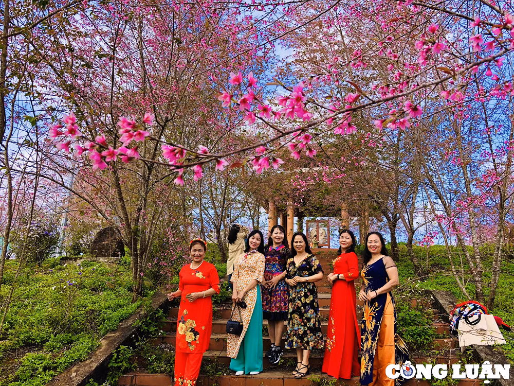 Mai anh dao nhuom hong nui rung Mang Den hut hon du khach