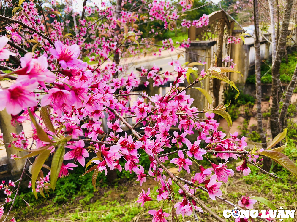 Dưới tiết trời se lạnh, những ngày cận Tết nguyên đán Giáp Thìn 2024, dòng người từ khắp các tỉnh thành đổ về Măng Đen để chiêm ngưỡng những bông hoa mai anh đào nở rộ, nhuộm hồng núi rừng Măng Đen.
