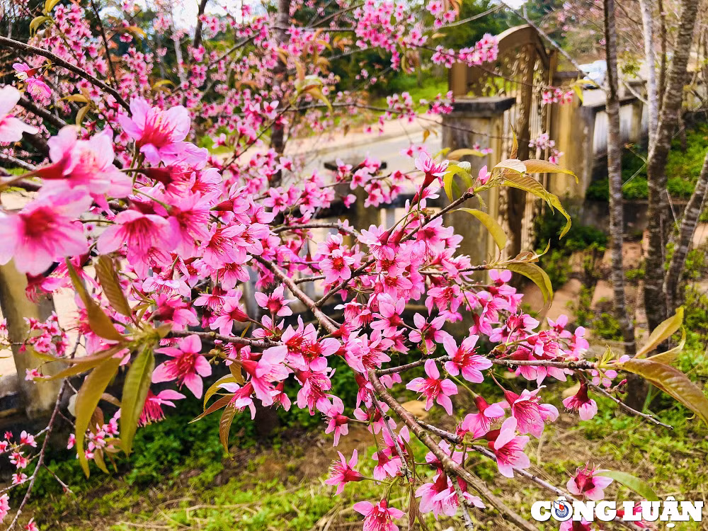 Mai anh dao nhuom hong nui rung Mang Den hut hon du khach-Hinh-3