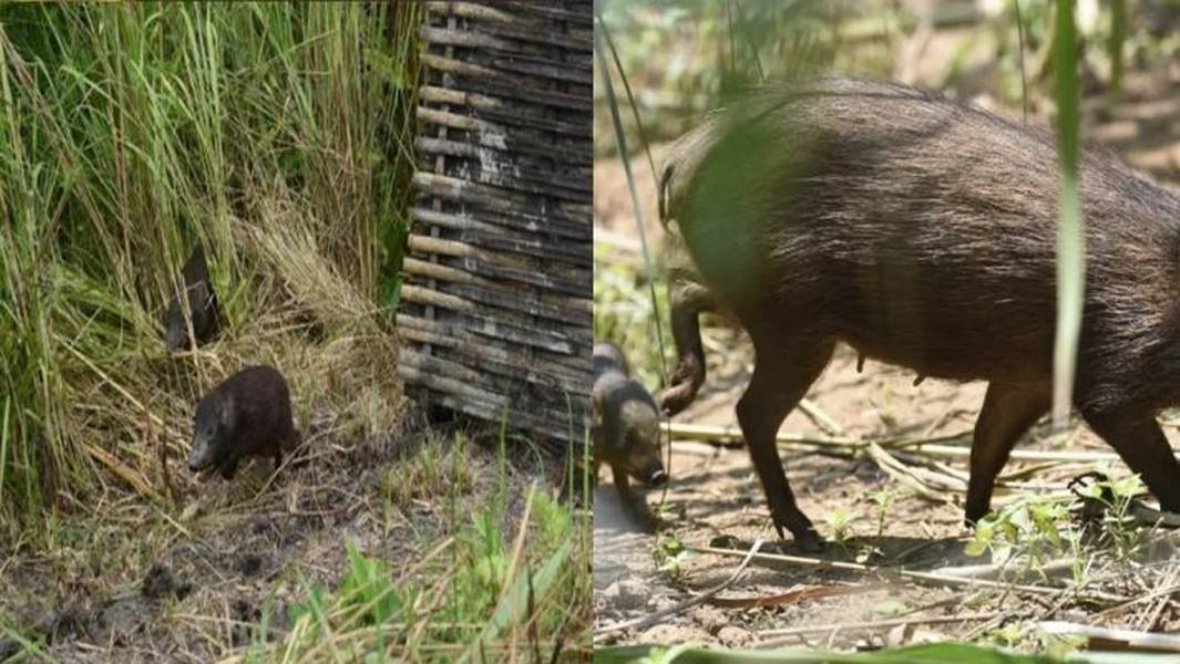 Lợn lùn còn rất ít ngoài hoang dã, quần thể hoang dã hiện tại chỉ có khoảng 150 con và nó nằm trong "Danh sách đỏ các loài bị đe dọa của IUCN" và là loài cực kỳ nguy cấp.