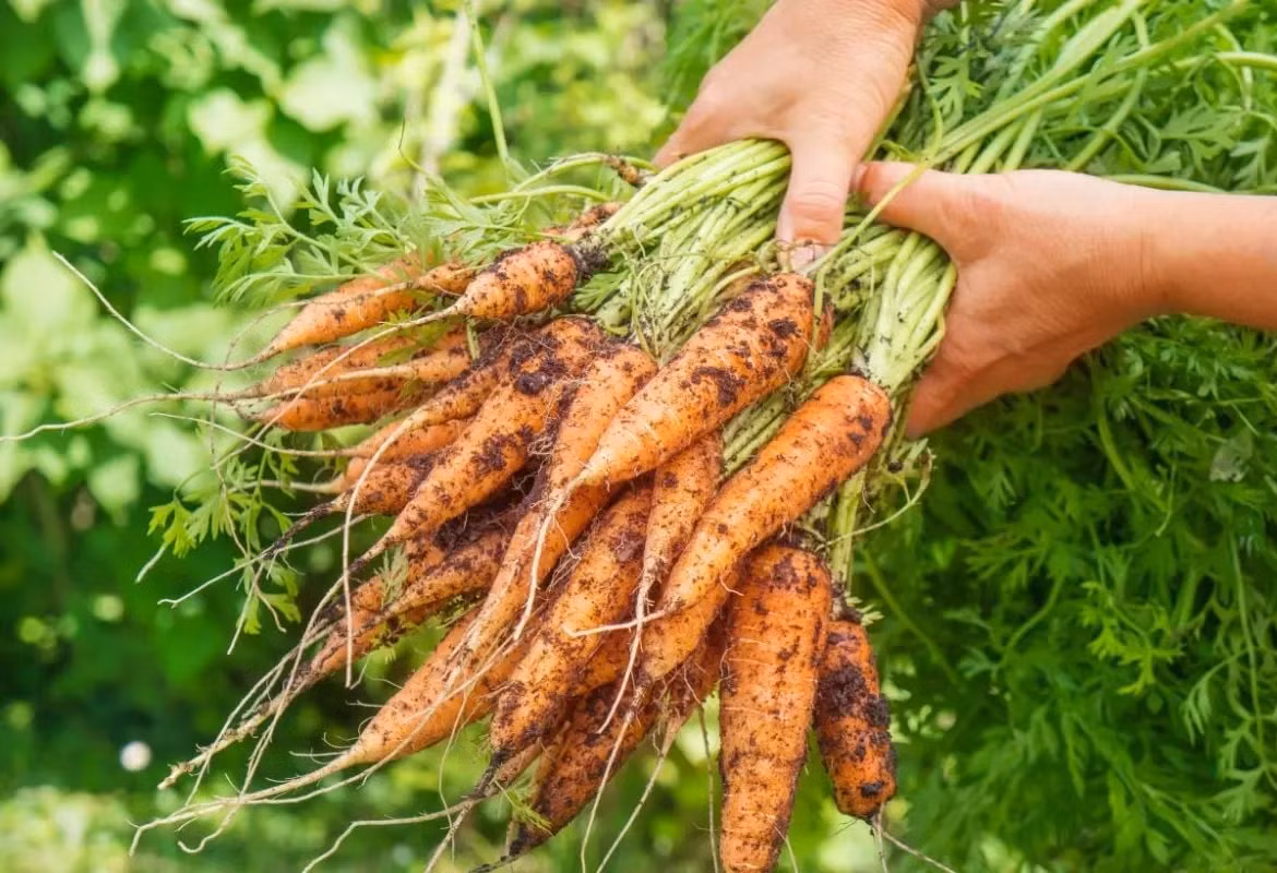 Cà rốt ngon và bổ nếu ăn cả vỏ, nhưng... - Hình 5 Ca rot ngon va bo neu an ca vo, nhung...-Hinh-5