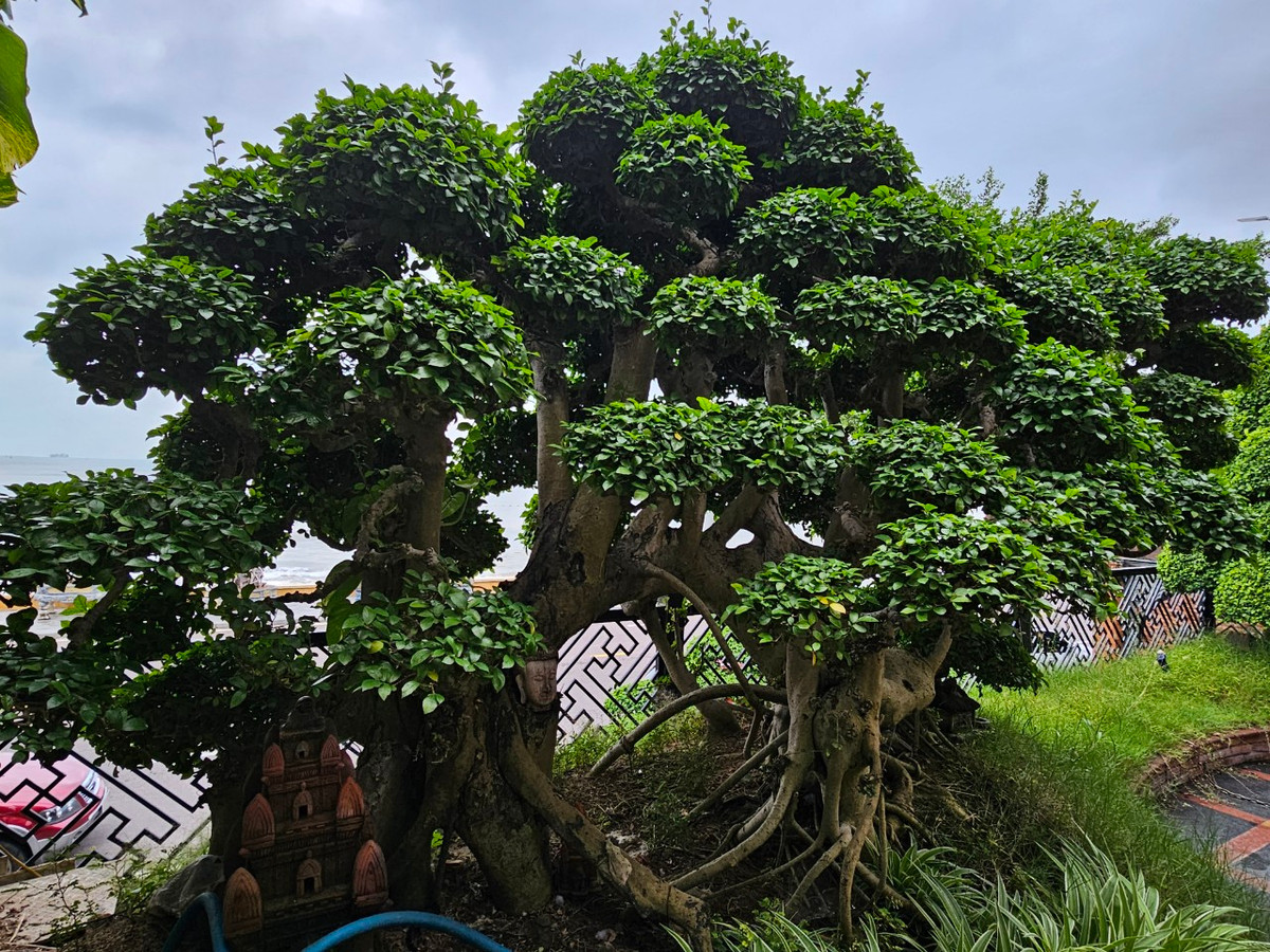 Duối là một trong những cây thân gỗ có tuổi thọ rất cao, lên đến hàng trăm năm, thậm chí có cây lên đến cả nghìn năm, mang ý nghĩa trường tồn nên được rất nhiều người ưa chuộng.