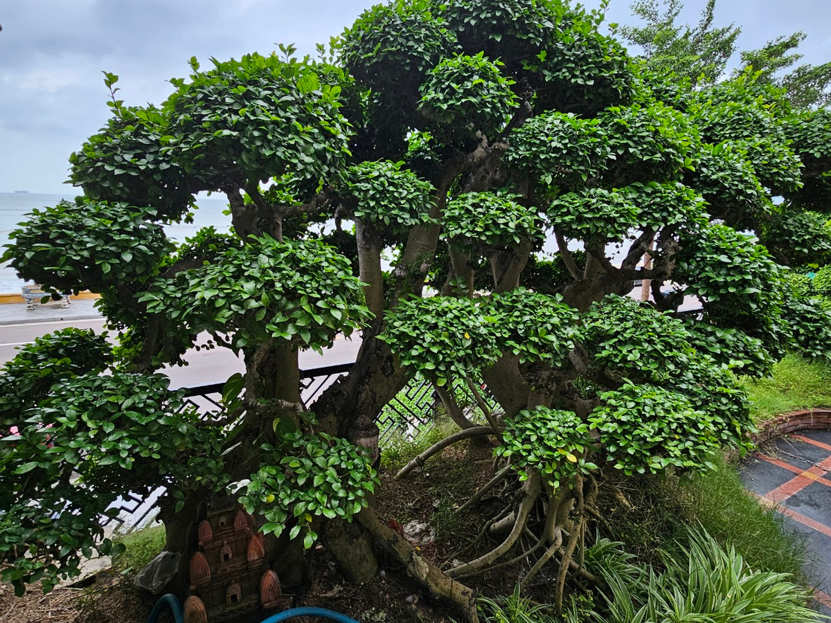 Ai đến cũng đều "ngẩn ngơ" trước vẻ đẹp của gốc duối cổ có niên đại hàng trăm năm với dáng bề thế, bách tán, lá xanh mướt này.