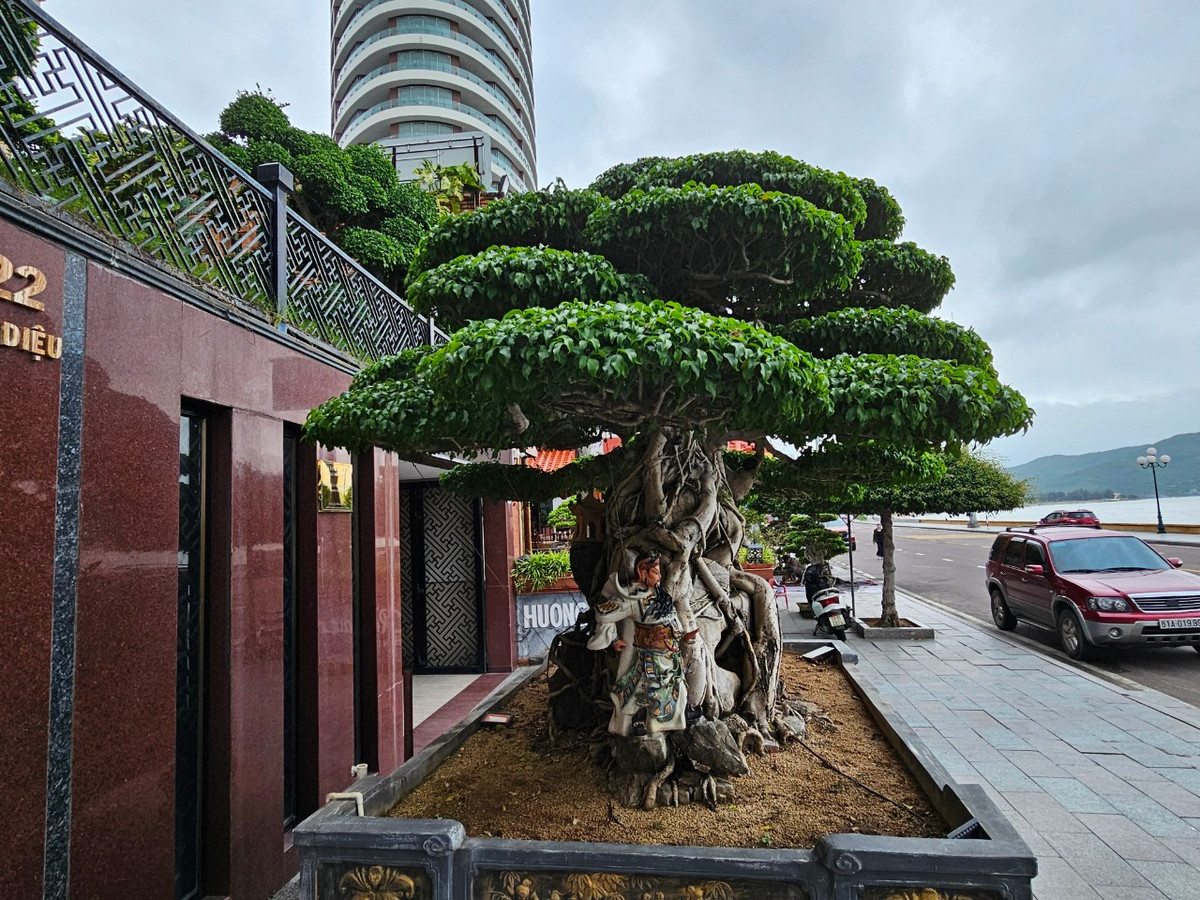 Nằm trên đường Xuân Diệu - một trong những con đường đẹp nhất nhì thành phố Quy Nhơn, tác phẩm bonsai có tuổi đời hàng trăm năm là một điểm nhấn đặc biệt, khiến nhiều du khách phải nán lại chiêm ngưỡng.