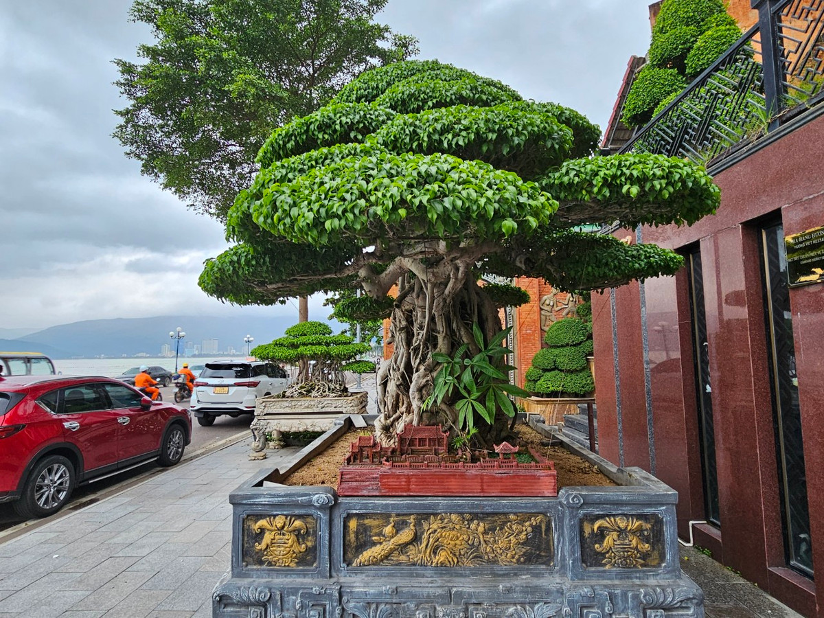  Gốc sanh cổ được trưng bày ngay mặt tiền nhà hàng Hương Việt (Quy Nhơn) thu hút sự chú ý của nhiều thực khách.