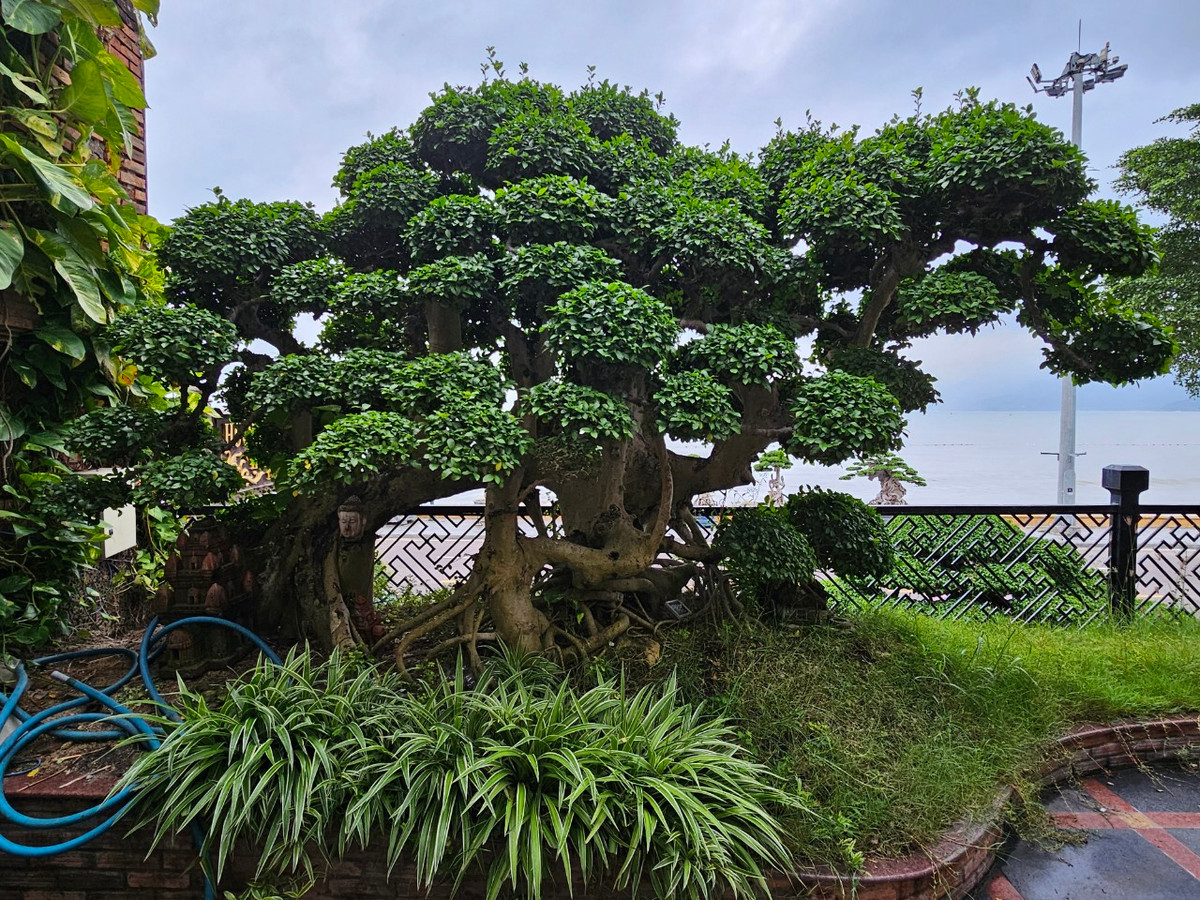 Ngoài tác phẩm bonsai tiền tỷ ở mặt tiền, bên trong nhà hàng này còn có một gốc duối độc đáo không kém.