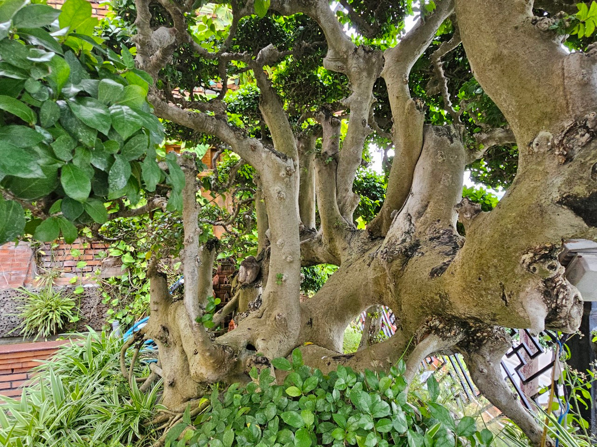 Gốc duối sần xù, uốn lượn, toát lên vẻ cố kính, bên cạnh đó là những chồi lộc non xanh, tượng trưng cho sự sinh sôi nảy nở, trường tồn...