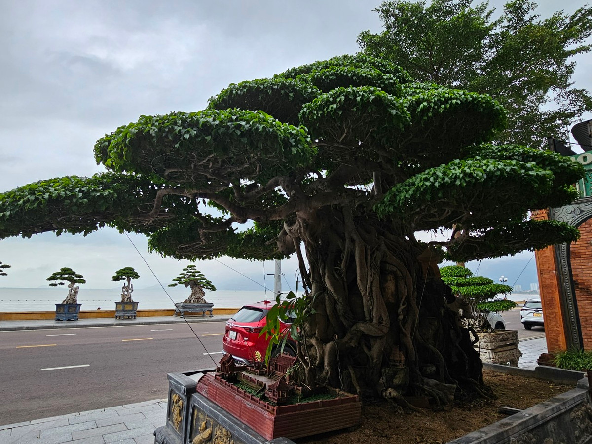 Với những người sành chơi cây cảnh, những gốc sanh có niên đại hàng trăm năm luôn được săn lùng, tìm kiếm. Nhiều "dân chơi" cây cảnh ở các "thủ phủ sanh bonsai" như Hà Nội, Nam Định,... cũng phải trầm trồ, xuýt xoa trước vẻ đẹp của tác phẩm này.