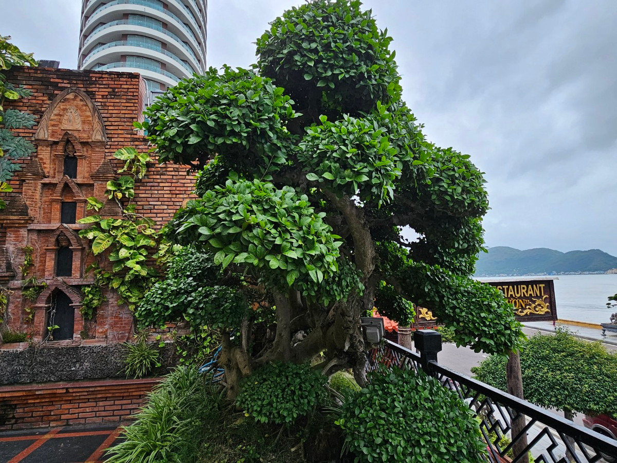 Gốc duối cổ được xem là hội tụ đầy đủ các yếu tố giá trị của một cây cảnh như: cây cổ thụ, có tuổi đời cao; dáng, thế đẹp; hồn cốt uy nghi; phong thủy xanh tốt…