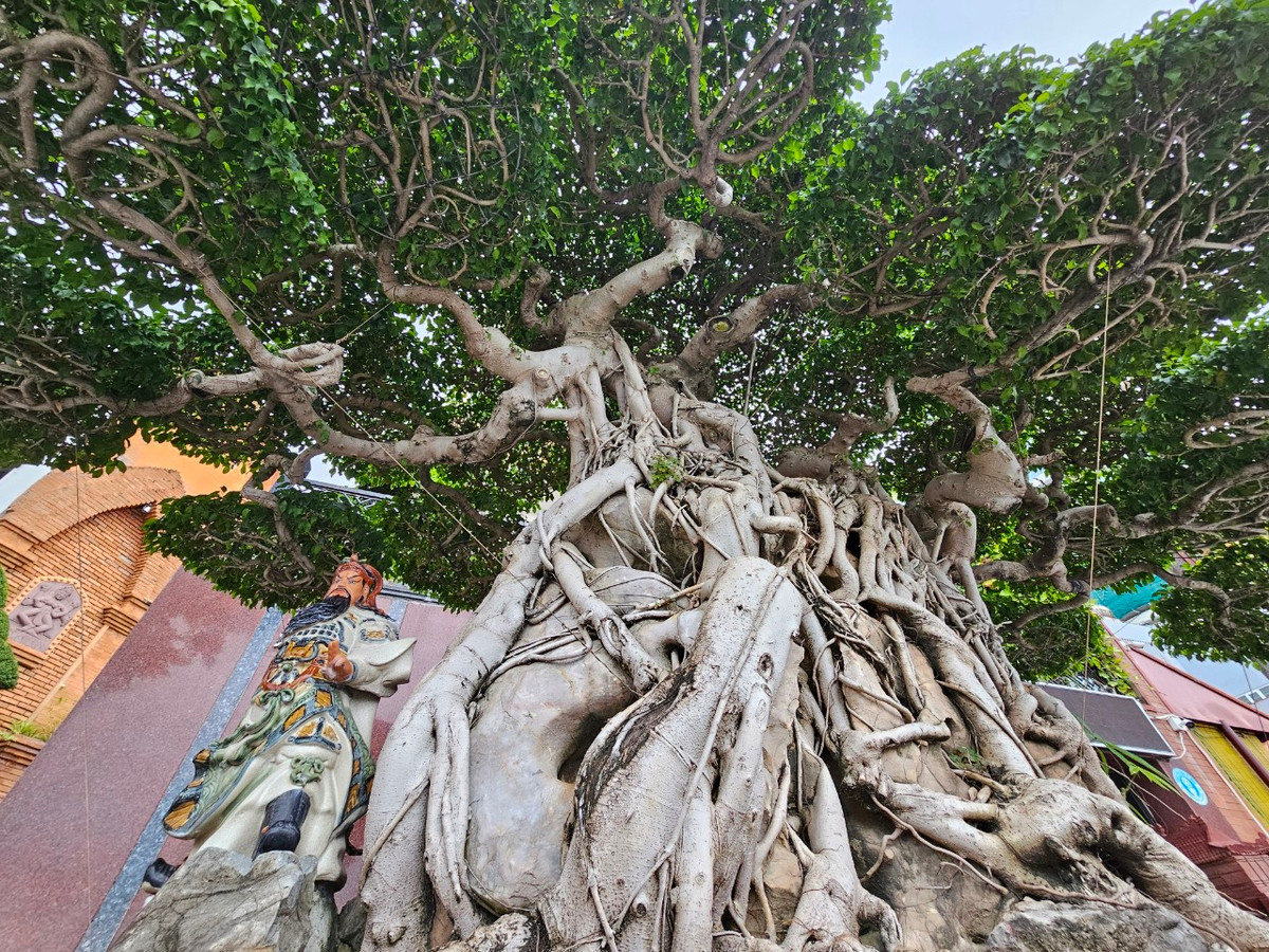 Gốc sanh cổ với sự độc đáo về dáng thế, bộ rễ,... toát lên vẻ đẹp cổ kính.
