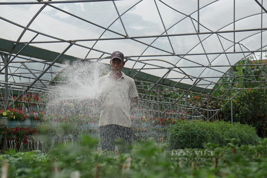 Theo người dân địa phương, ngoài nắm vững các kỹ thuật chăm sóc, nghề trồng hoa còn phụ thuộc nhiều vào thời tiết. Còn hơn 1 tháng nữa mới đến tết Nguyên đán nên nhiều hộ trồng hoa hy vọng thời tiết thuận lợi, nắng ấm kéo dài. Ảnh: D.B