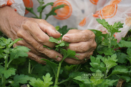 Gia đình ông Phạm Ngọc Ánh (65 tuổi) trồng hơn 1.000 chậu cúc các loại, với giá bán từ 400.000 đồng đến 750.000 đồng một cặp (2 chậu). Các chủ vườn cho biết, năm nay thời tiết khá thuận lợi nên cây sinh trưởng, phát triển tốt. Với thời tiết như thế này hoa sẽ nở đẹp đúng vào dịp Tết. Ảnh: D.B