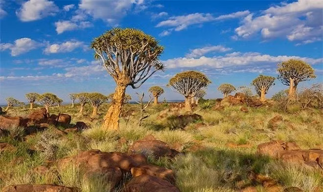  Rừng cây quiver: Nói đến sa mạc người ta sẽ chỉ nhớ đến vùng đất cằn cỗi không một bóng xanh, con người và thực vật rất khó sinh sống tại đây do thiếu nước và nhiệt cao khiến chúng ta cảm thấy khó chịu. Thế nhưng các nhà khoa học vẫn có thể tìm ra rừng cây quiver giữa sa mạc cằn cỗi. Được biết chúng có tên khoa học là Aloe dichotima, xuất phát là những cành cây rỗng d dược thổ dân địa phương sử dụng làm ống đựng tên. Hiện tại rừng cây này rất thưa thớt, chúng không hề nhiều như những rừng cây thông thường bạn thường thấy ngoài cuộc sống do điều kiện môi trường khắc nghiệt. hiện tại chỉ còn có khoảng 250 cây và đa số chúng có tuổi thọ 200-300 năm.