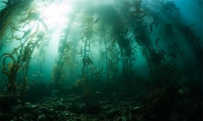  Rừng tảo bẹ: Nhắc đến những khu rừng thường chúng ta sẽ nhận biết một cách dễ dàng bởi chúng lớn mạnh trên các khu vực đất. Thế nhưng không phải khu rừng nào cũng sinh sống và tồn tại trên đất liền, chúng còn có thể phát triển mạnh mẽ và đa dạng dưới nước. Ví dụ nổi bật muốn nói tới ở đây là rừng tảo bẹ có thể tìm thấy ở khắp các đại dương.