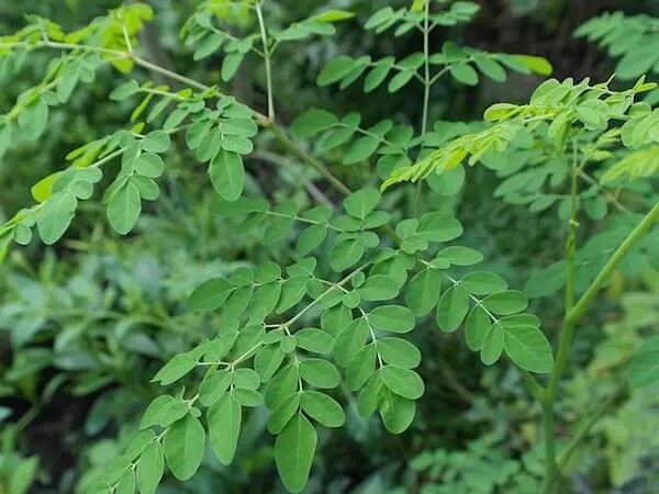 Mach ban 4 cach che bien mon an tu cay chum ngay