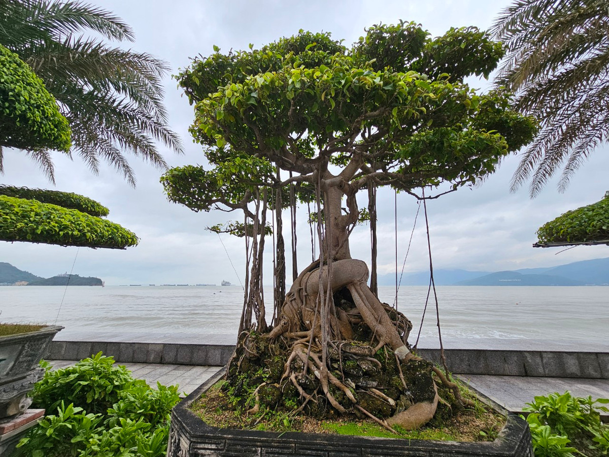 Nhiều người sành cây cảnh cho biết, sanh là loại cây dễ trồng nhưng để tạo được tán đẹp theo ý mình muốn thì không đơn giản.