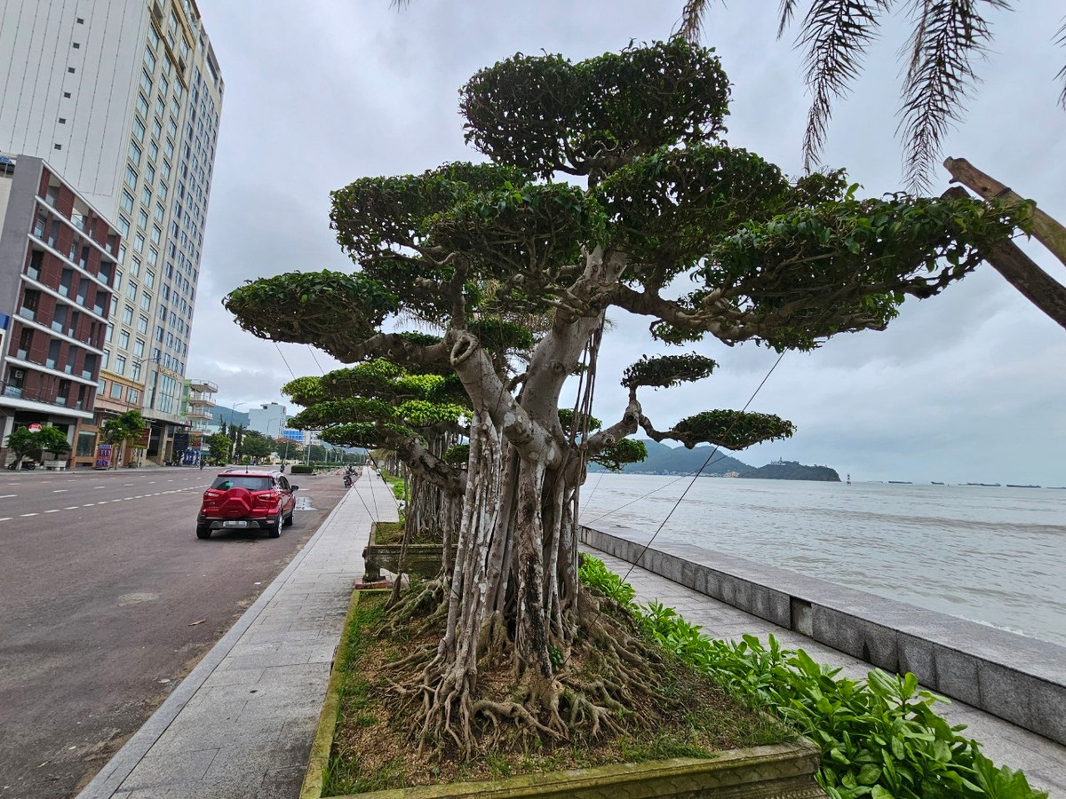 Đây cũng là loại bonsai được trồng nhiều ở Bình Định và các tỉnh thành như Nam Định, Hà Nội, ...