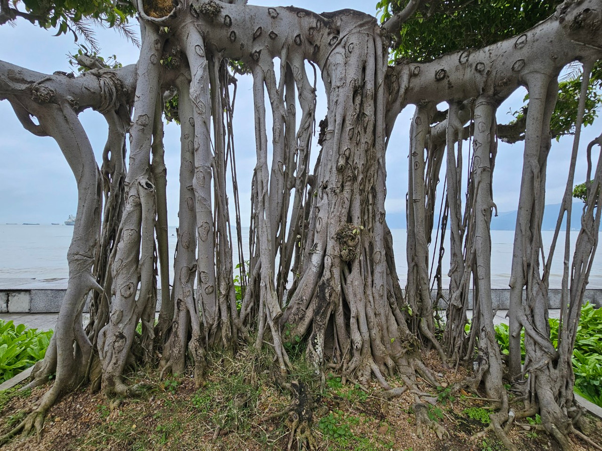 ộ rễ của cây toát lên vẻ cổ kính, bề thế.