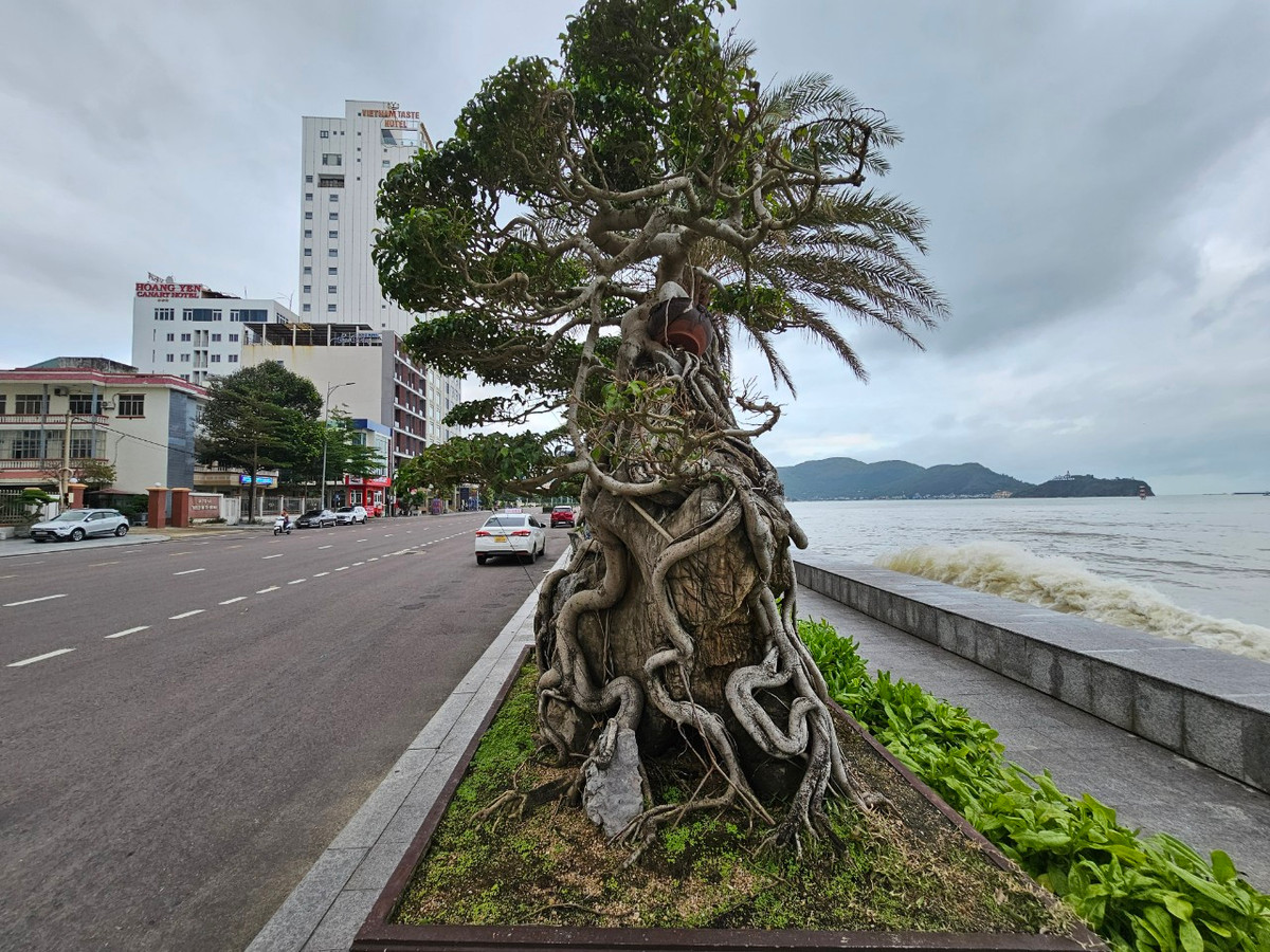 Hầu hết là các loại sanh, sanh Hải Hậu, sanh Nam Điền, sanh lá mỏng...