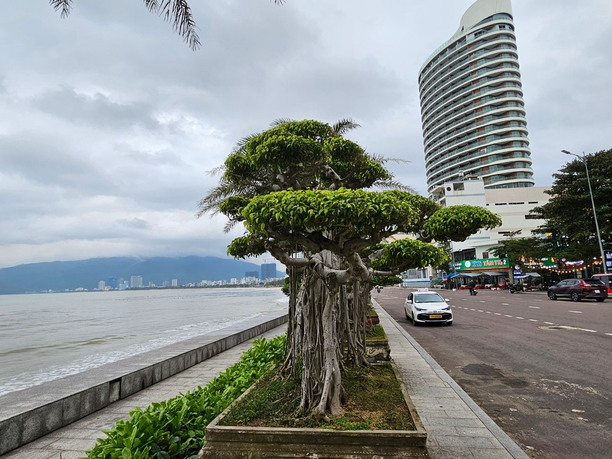 Theo tìm hiểu của phóng viên, loạt cây cảnh độc đáo này đều do khách sạn Hương Việt trưng bày.