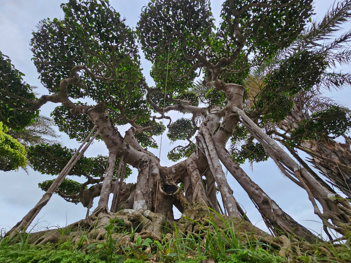 Ngày trước, người dân trồng cây sanh để làm hàng rào. Nhưng gần đây, thú chơi sanh bonsai rộ lên, nên ở đất Bình Định hầu như nhà nào cũng trồng vài cây. Nhu cầu chơi cây ngày càng phát triển và giá cả khó có thể định lượng được.