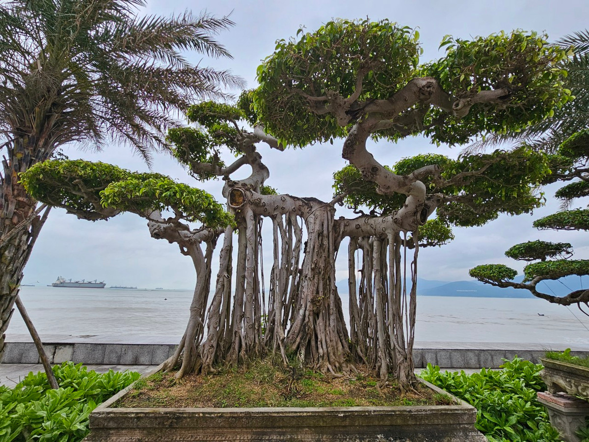 Gốc rễ, chi cành gân guốc nhưng ngọn vẫn vươn lên phát triển, thể hiện sức sống mãnh liệt.