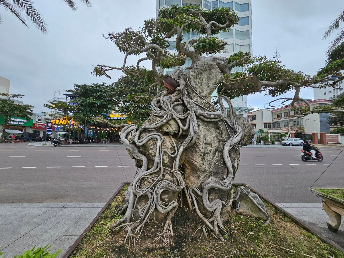 Cách đây vài năm, ở Bình Định từng có phong trào chơi sanh bonsai rất rầm rộ với nhiều "cảnh độc" nổi tiếng.