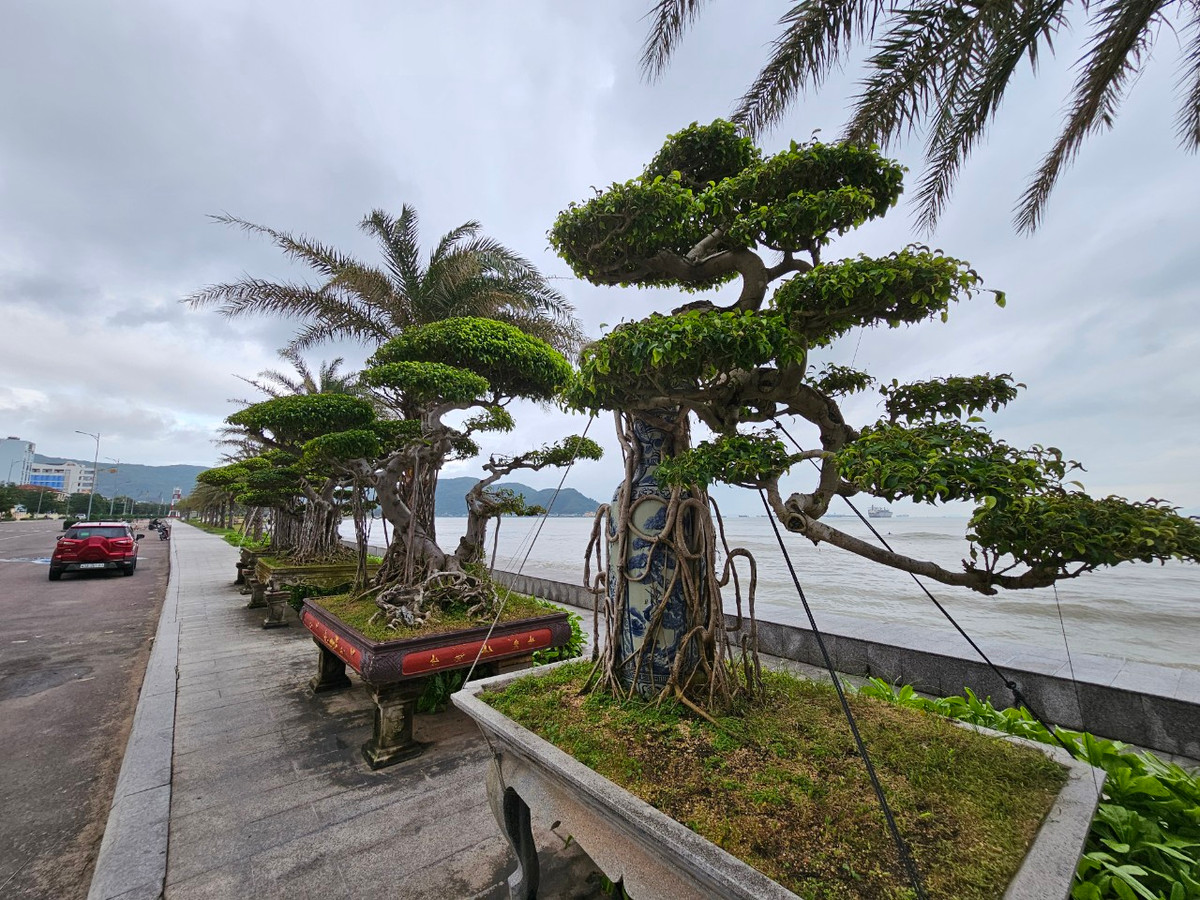 Đủ loại sanh cảnh với dáng thế độc lạ được trưng bày dọc vỉa hè ven biển.
