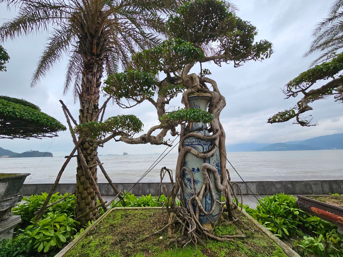 Cây sanh ôm lộc bình này có nét mảnh mai, mềm mại chứ không hoành tránh như những siêu cây bề thế, nhưng lại đòi hỏi nhiều công sức trong việc tạo hình...