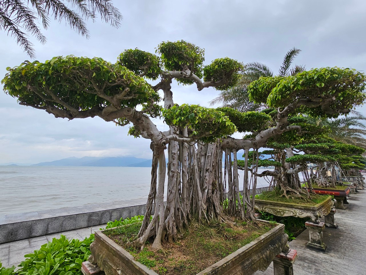 Loạt bonsai trước khách sạn Hương Việt nằm trên cung đường ven biển đẹp nhất nhì thành phố Quy Nhơn quy tụ nhiều tác phẩm độc đáo.