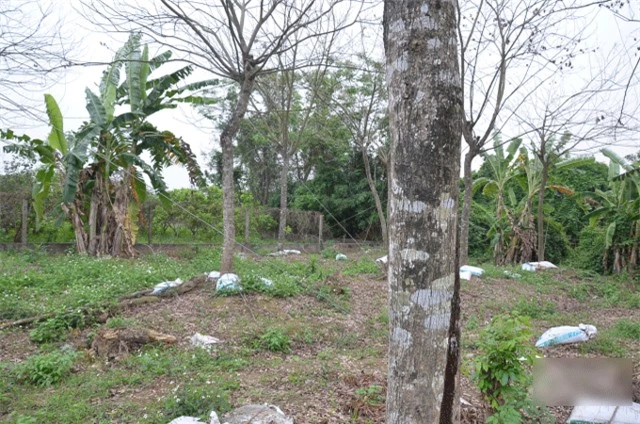 Gặp chủ nhân của vườn sưa đỏ hơn 1000 gốc ở Hưng Yên - Hình 2 Gap chu nhan cua vuon sua do hon 1000 goc o Hung Yen-Hinh-2