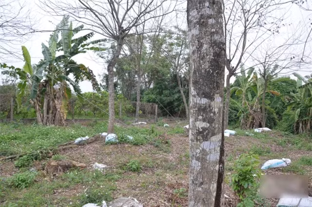 Gap chu nhan cua vuon sua do hon 1000 goc o Hung Yen-Hinh-2