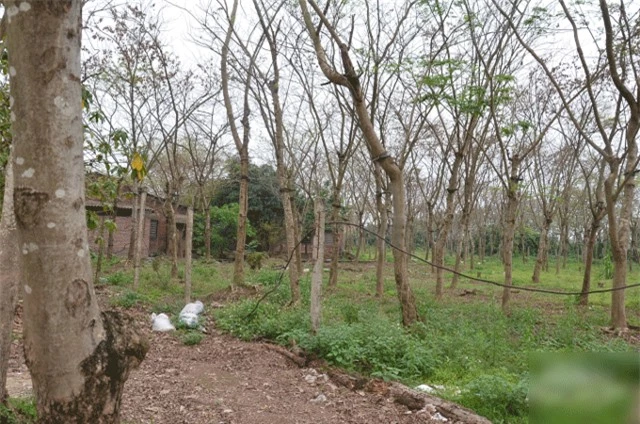 Gặp chủ nhân của vườn sưa đỏ hơn 1000 gốc ở Hưng Yên Gap chu nhan cua vuon sua do hon 1000 goc o Hung Yen