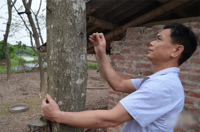 Gặp chủ nhân của vườn sưa đỏ hơn 1000 gốc ở Hưng Yên - Hình 3 Gap chu nhan cua vuon sua do hon 1000 goc o Hung Yen-Hinh-3