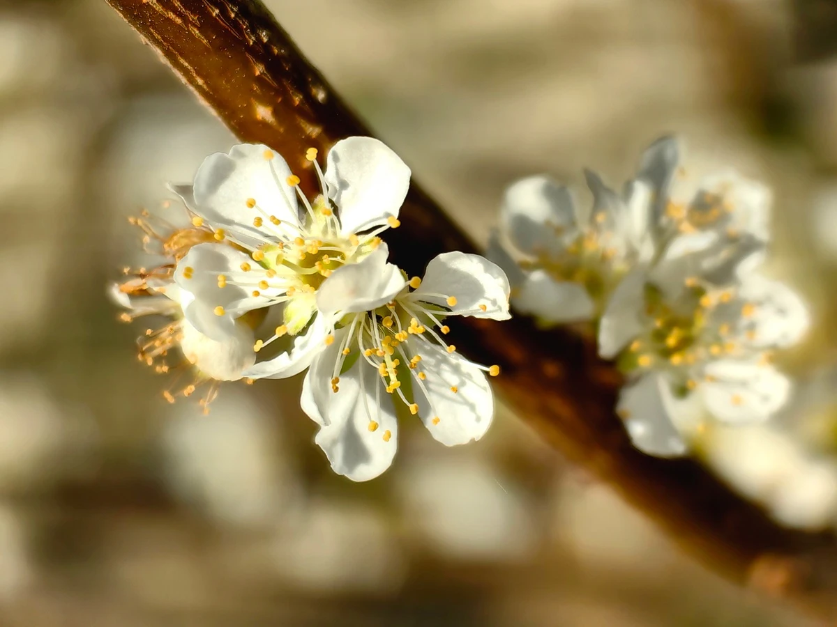 Những ngày nắng ấm độ cuối đông, đầu xuân là thời điểm thích hợp để loài hoa này bung nở, trở thành nét đặc trưng, báo hiệu mùa xuân về. Hoa nở rộ trong khoảng 2-3 tuần, đây cũng là lúc đông đảo du khách tìm đến Mộc Châu du lịch.