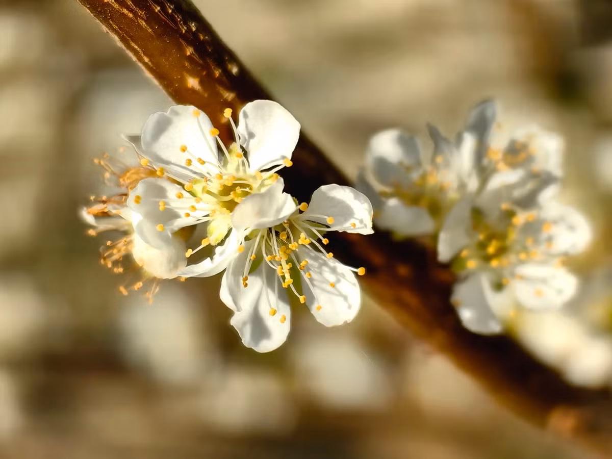 Những ngày nắng ấm độ cuối đông, đầu xuân là thời điểm thích hợp để loài hoa này bung nở, trở thành nét đặc trưng, báo hiệu mùa xuân về. Hoa nở rộ trong khoảng 2-3 tuần, đây cũng là lúc đông đảo du khách tìm đến Mộc Châu du lịch.
