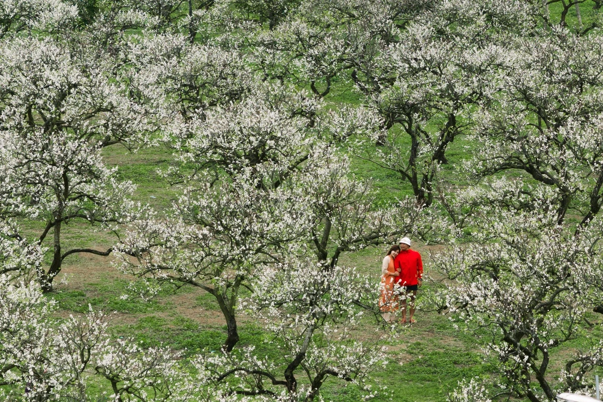 Những cánh rừng hoa mận bung nở trắng xóa, trải dài khắp miền đồi núi Mộc Châu, tạo nên khung cảnh thơ mộng, tuyệt đẹp. Bông hoa nhỏ nhắn điểm tô trên cành cây khẳng khiu được nhiều du khách ví như những bông tuyết.